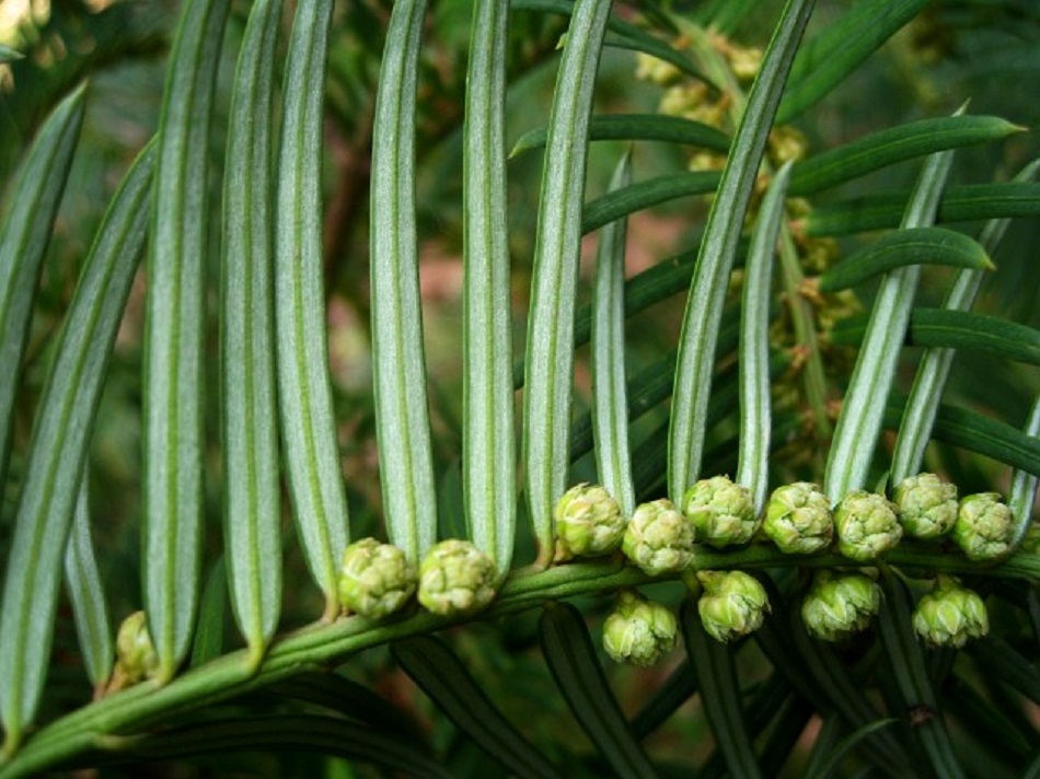 Изображение особи Cephalotaxus harringtonia.