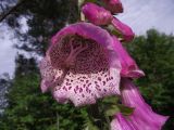 Digitalis purpurea