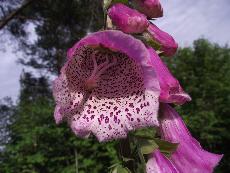 Изображение особи Digitalis purpurea.