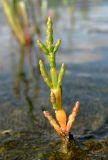 Salicornia europaea