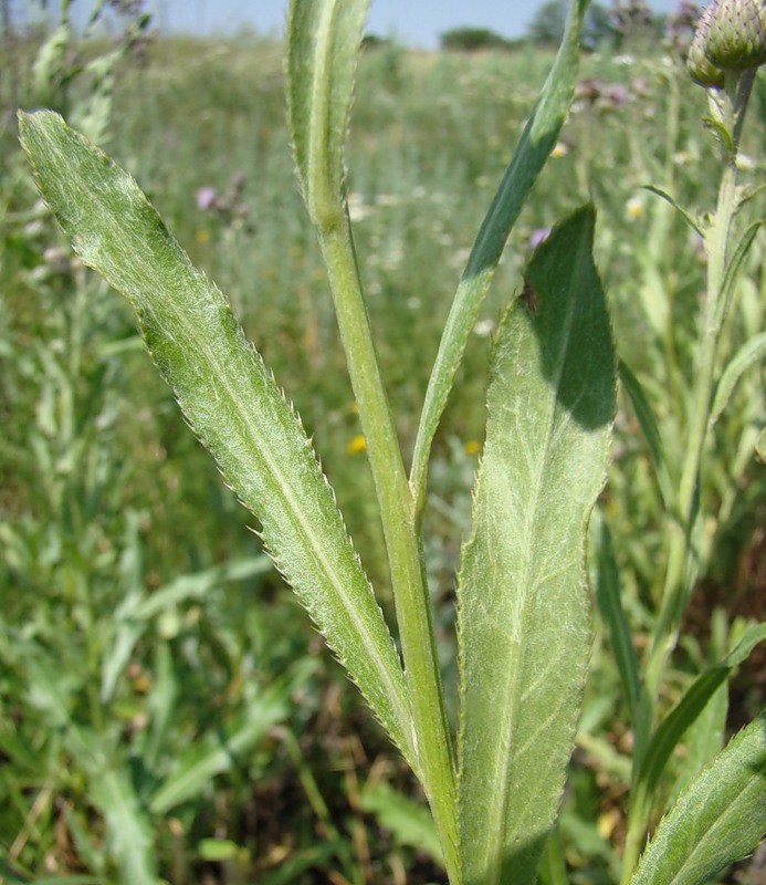 Image of Cirsium setosum specimen.