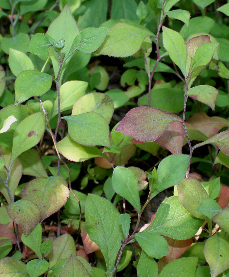 Image of Ceratostigma plumbaginoides specimen.