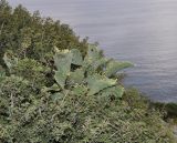 genus Opuntia