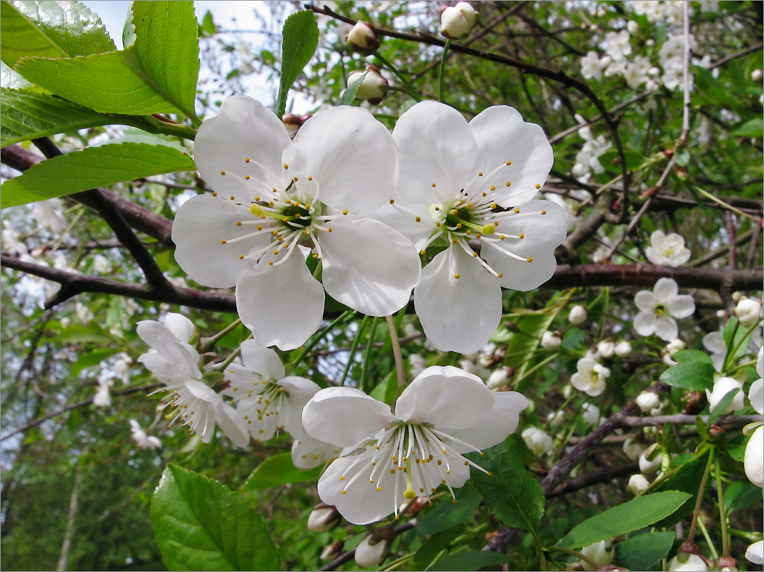 Изображение особи Cerasus vulgaris.