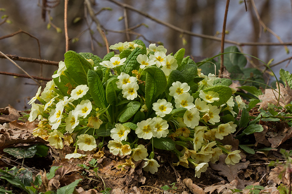 Изображение особи Primula vulgaris.