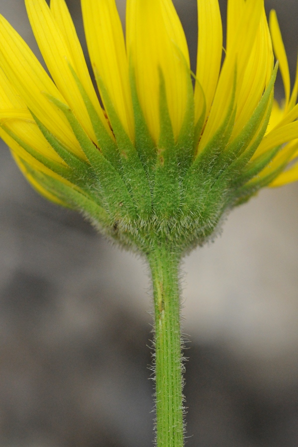 Изображение особи Doronicum turkestanicum.