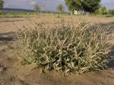 Salsola tragus