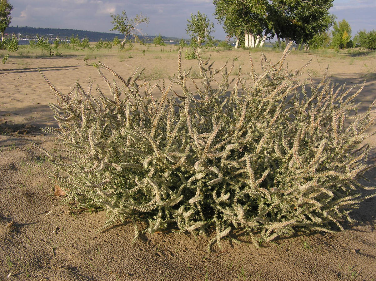 Image of Salsola tragus specimen.