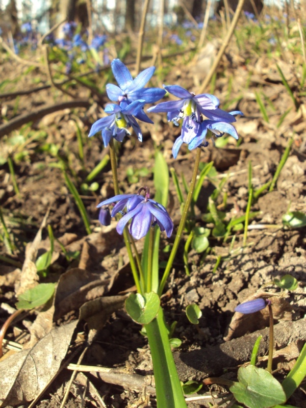 Изображение особи Scilla siberica.