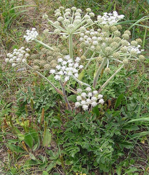 Image of Glehnia litoralis specimen.