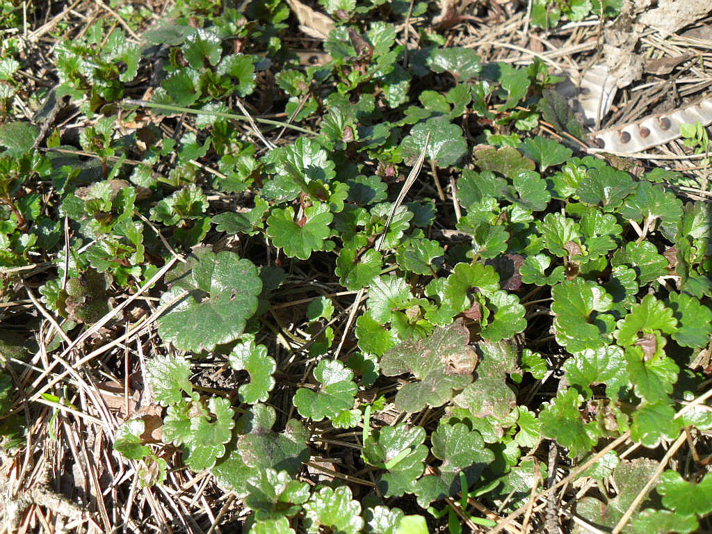 Изображение особи Glechoma hederacea.