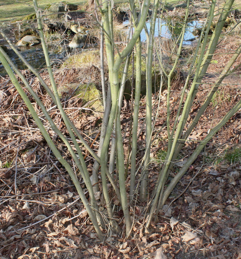 Image of Corylus californica specimen.