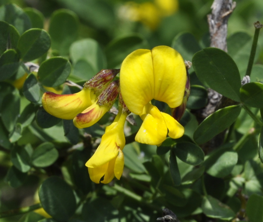 Изображение особи Hippocrepis emeroides.