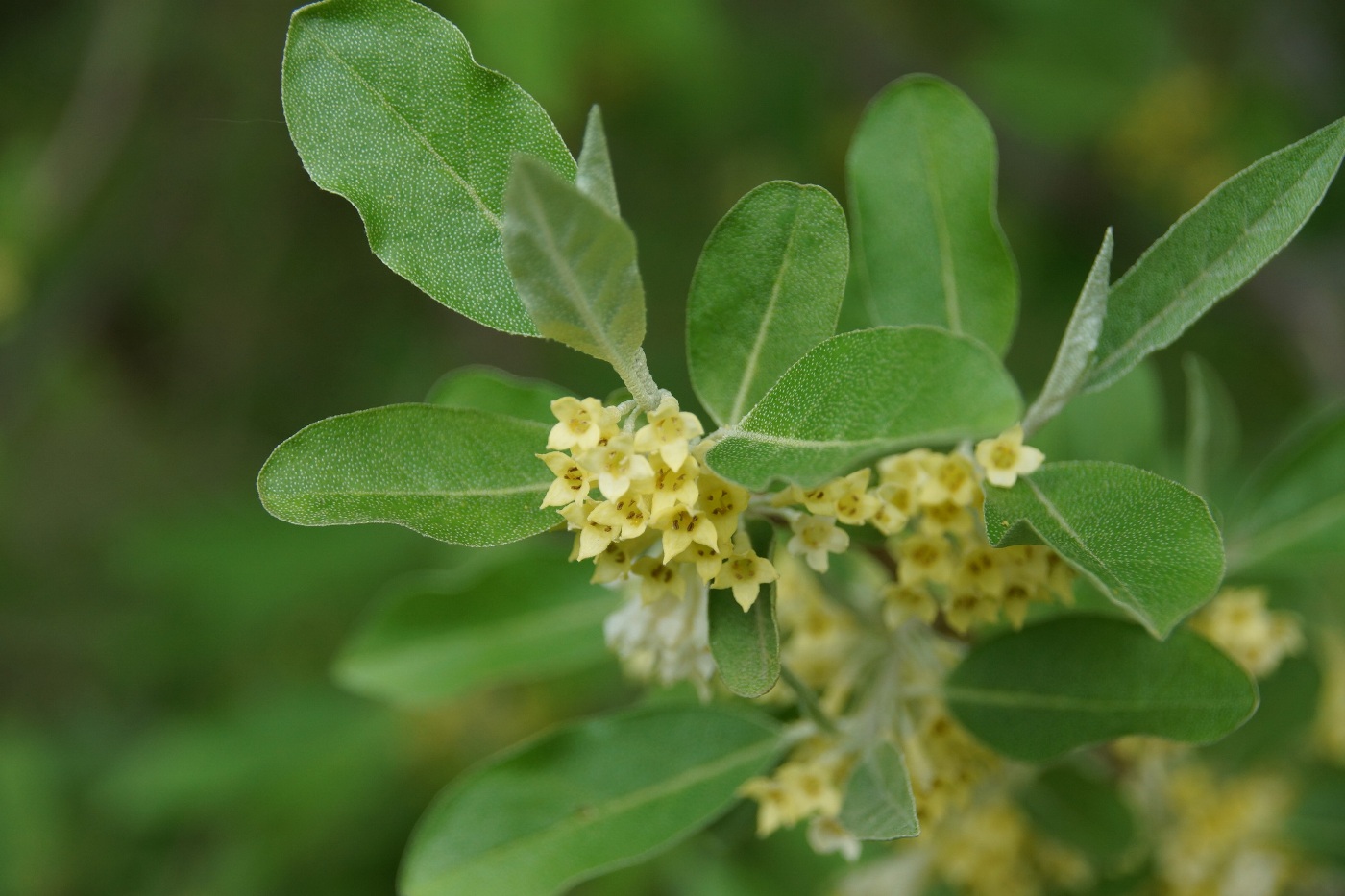 Image of Elaeagnus umbellata specimen.