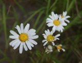 Arctanthemum arcticum