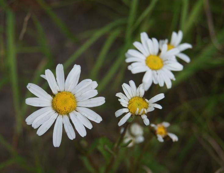 Image of Arctanthemum arcticum specimen.