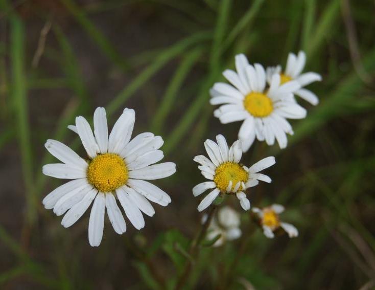 Изображение особи Arctanthemum arcticum.