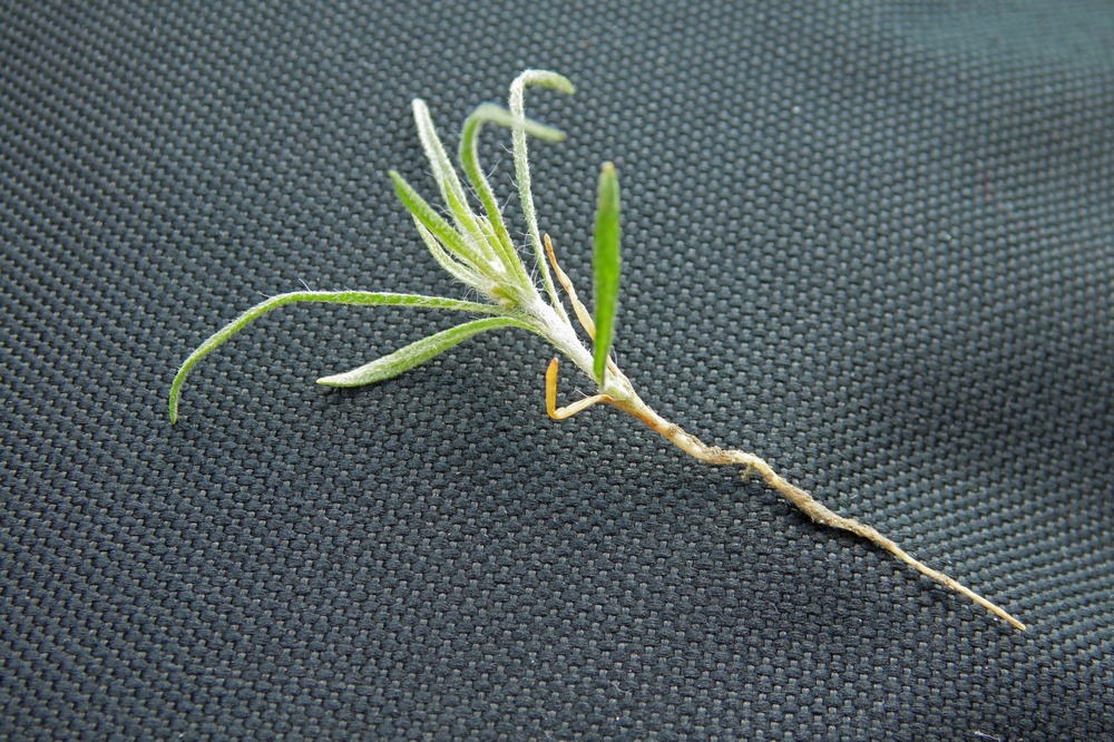 Image of Ceratocarpus arenarius specimen.