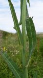 Sonchus palustris. Средняя часть побега. Ростовская обл., Белокалитвинский р-н, окр. хутора Грушёвка, на берегу небольшого водоёма в днище каменистой балки. 23.06.2013.