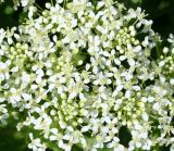 Cardaria draba