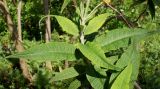 Buddleja globosa