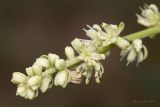 Beta trigyna