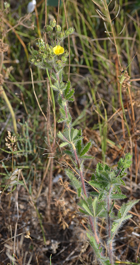 Изображение особи род Potentilla.