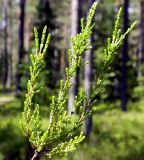 Calluna vulgaris