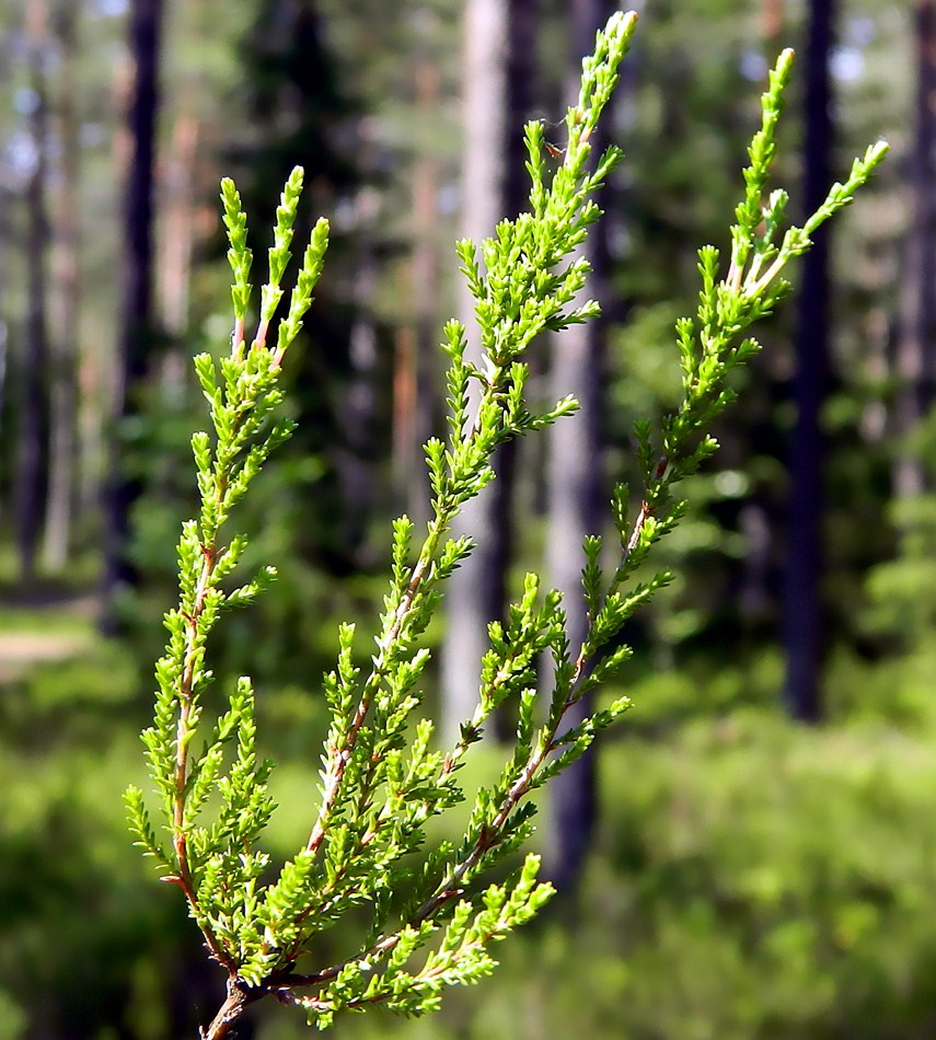 Изображение особи Calluna vulgaris.