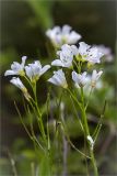 Cardamine amara. Соцветия с незрелыми плодами. Ленинградская обл., Ломоносовский р-н, исток р. Лопухинка. 22.06.2014.