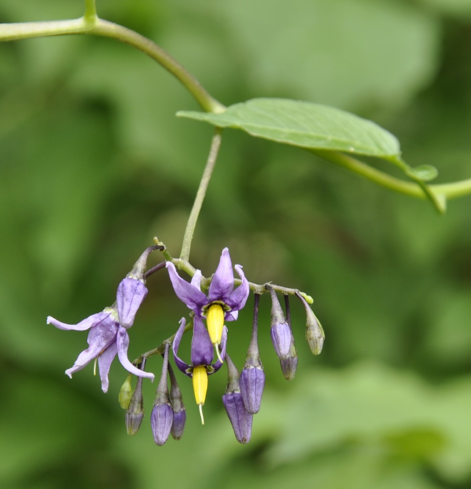 Изображение особи Solanum dulcamara.