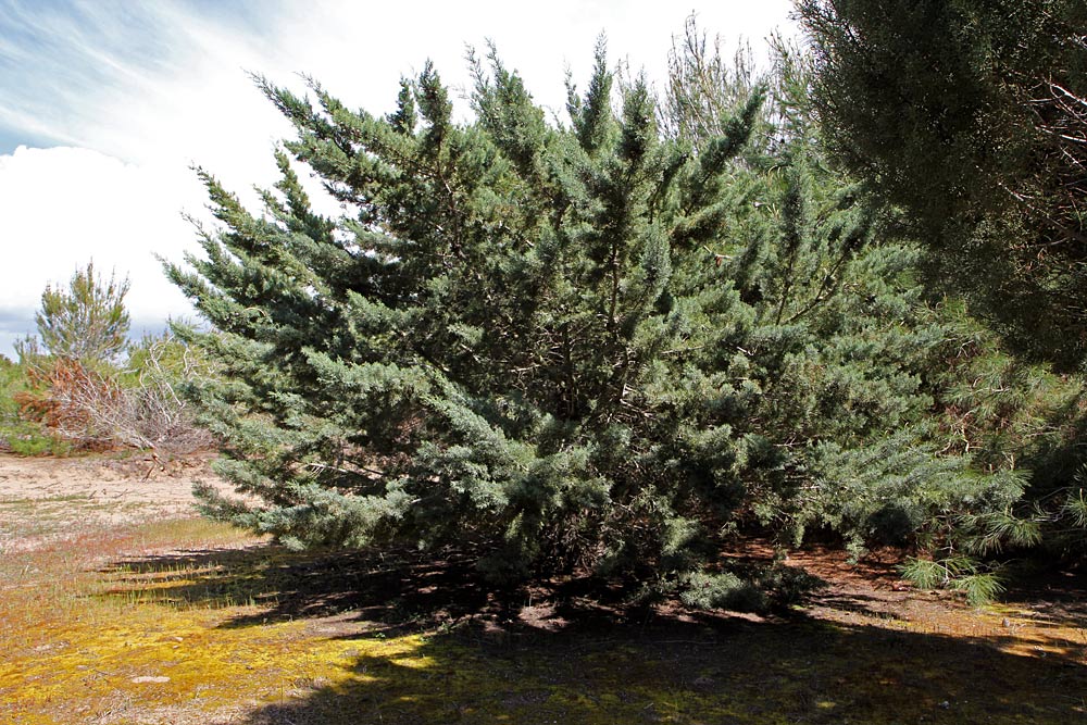 Изображение особи Cupressus sempervirens.