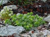 Honckenya peploides ssp. diffusa