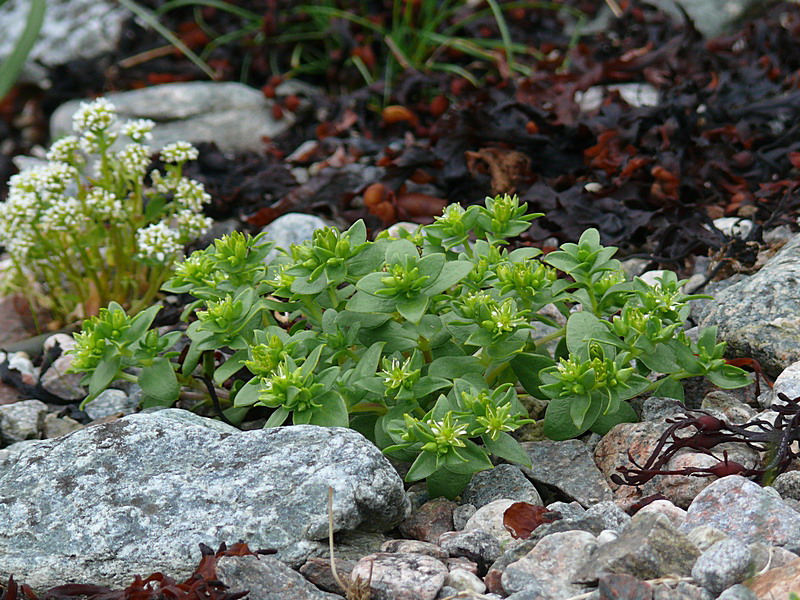 Изображение особи Honckenya peploides ssp. diffusa.