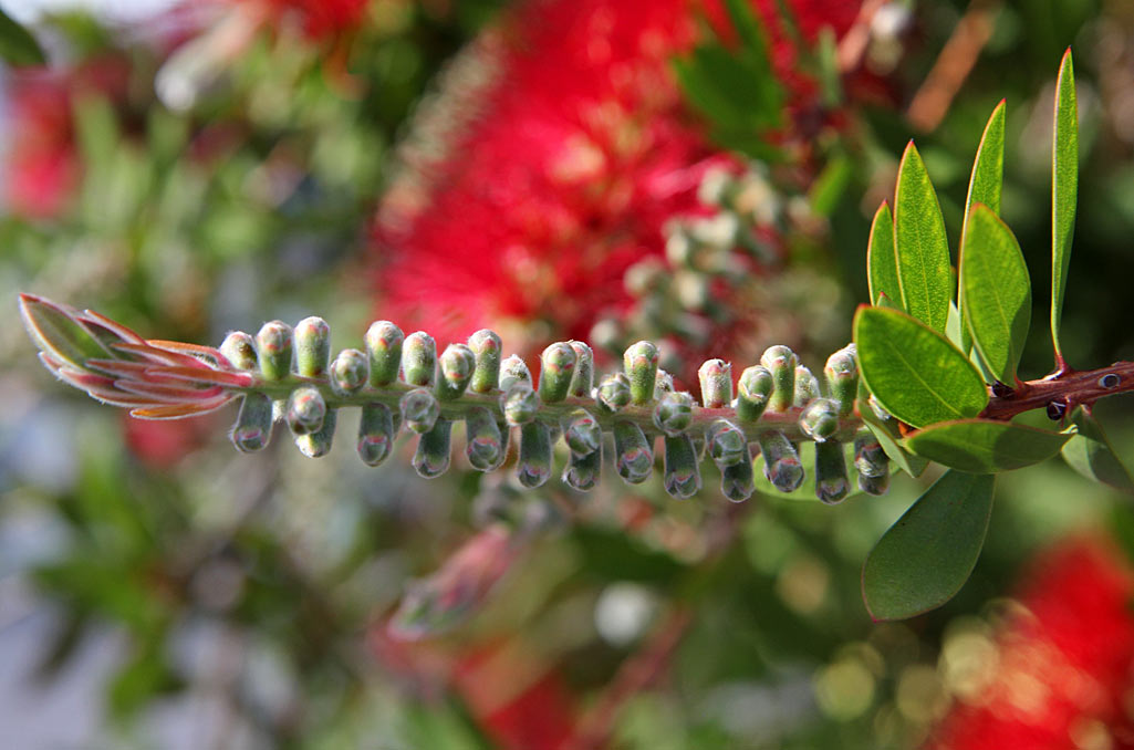 Image of Callistemon citrinus specimen.