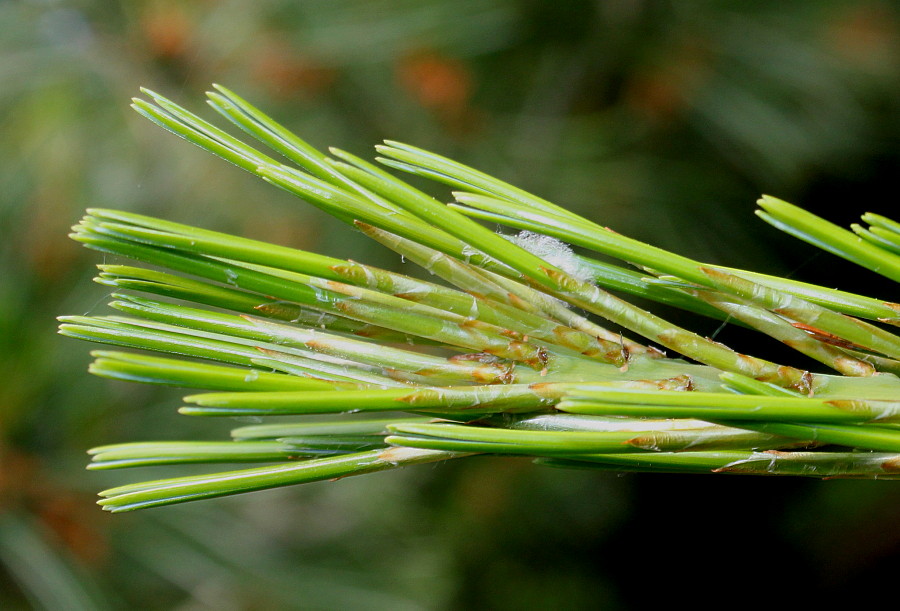 Изображение особи Pinus armandii.