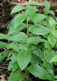 Polygonatum humile