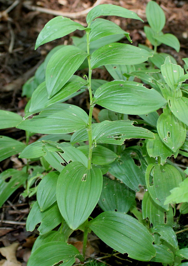 Изображение особи Polygonatum humile.