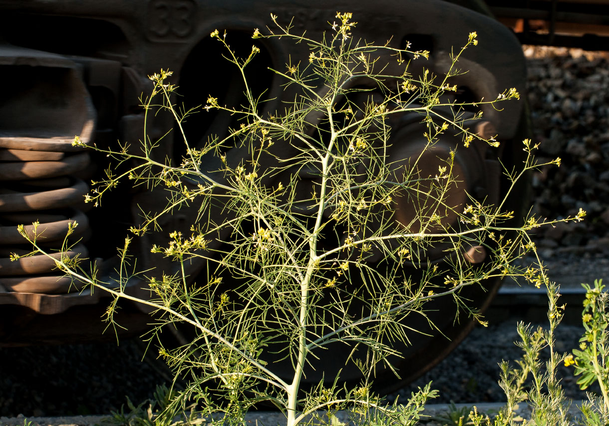 Изображение особи Sisymbrium altissimum.