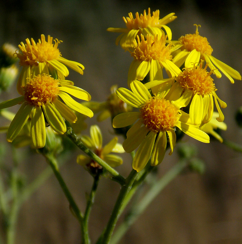 Image of Senecio grandidentatus specimen.
