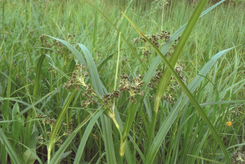 Изображение особи Scirpus sylvaticus.