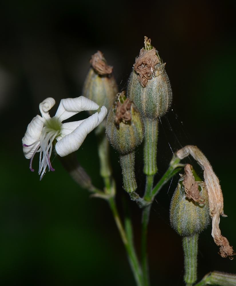 Изображение особи Silene italica.