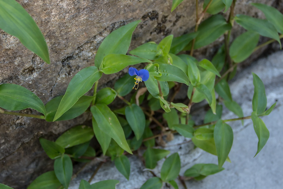 Image of Commelina communis specimen.