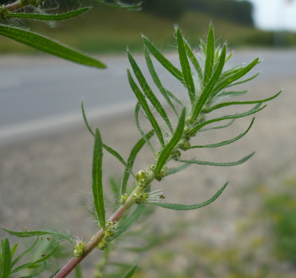 Image of Bassia scoparia specimen.