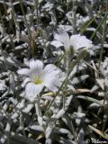 Cerastium biebersteinii