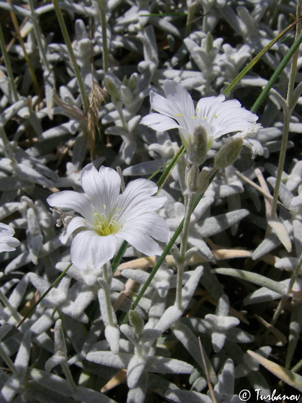 Изображение особи Cerastium biebersteinii.