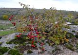 genus Crataegus. Плодоносящее растение. Украина, Кировоградская обл., Устиновский р-н, ландшафтный заказник \"Урочище Монастырище\". 05.10.2013.
