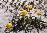 Patrinia sibirica. Цветущие растения. Бурятия, озеро Байкал, песчаная коса, ведущая к полуострову Святой Нос. Конец июня 2003 г.