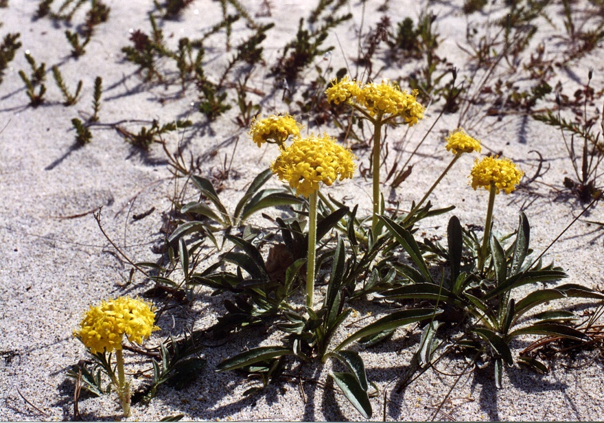 Image of Patrinia sibirica specimen.