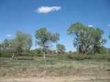 Populus diversifolia. Вегетирующие растения. Казахстан, Южное Прибалхашье, дельта р. Или в окр. с. Жельторангы. 26 мая 2014 г.